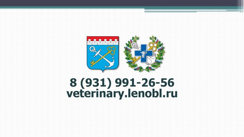 Порядок регистрации и учета домашних животных на территории Ленинградской области